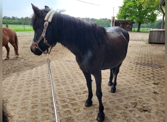 Shetland Ponys Mix, Merrie, 29 Jaar, 113 cm, Bruin
