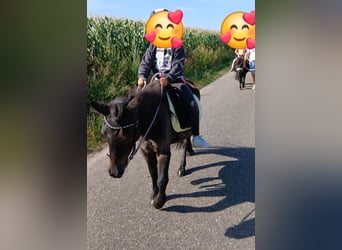 Shetland Ponys Mix, Merrie, 29 Jaar, 113 cm, Bruin