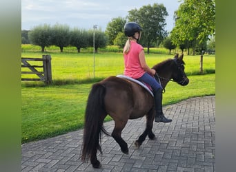 Shetland Ponys Mix, Merrie, 29 Jaar, 113 cm