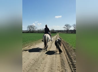 Shetland Ponys, Merrie, 2 Jaar, 100 cm, Bruin