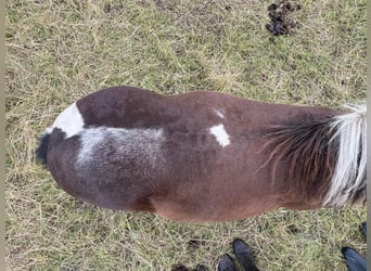 Shetland Ponys, Merrie, 2 Jaar, 100 cm, Bruin