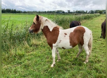 Shetland Ponys, Merrie, 2 Jaar, 100 cm, Gevlekt-paard