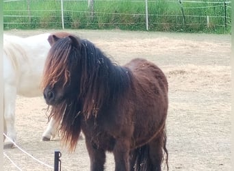 Shetland Ponys, Merrie, 2 Jaar, 100 cm, Zwart