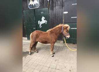 Shetland Ponys, Merrie, 2 Jaar, 103 cm, Vos