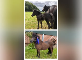 Shetland Ponys, Merrie, 2 Jaar, 105 cm, Zwart