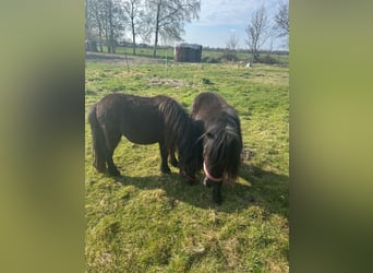 Shetland Ponys, Merrie, 2 Jaar, 105 cm, Zwart