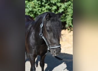Shetland Ponys, Merrie, 2 Jaar, 105 cm, Zwart