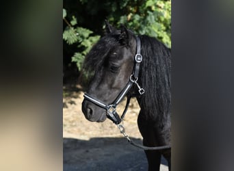 Shetland Ponys, Merrie, 2 Jaar, 105 cm, Zwart