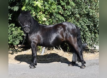 Shetland Ponys, Merrie, 2 Jaar, 105 cm, Zwart