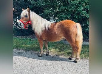 Shetland Ponys, Merrie, 2 Jaar, 90 cm, Vos