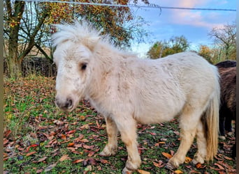 Shetland Ponys, Merrie, 2 Jaar, Palomino