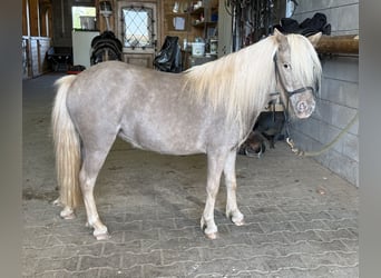Shetland Ponys, Merrie, 3 Jaar, 100 cm, Champagne
