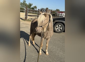 Shetland Ponys, Merrie, 3 Jaar, 100 cm, Champagne