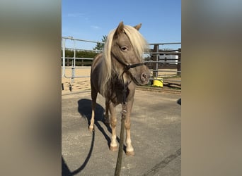 Shetland Ponys, Merrie, 3 Jaar, 100 cm, Champagne