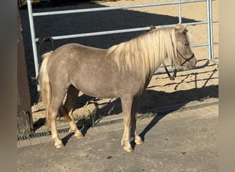 Shetland Ponys, Merrie, 3 Jaar, 100 cm, Champagne