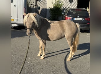 Shetland Ponys, Merrie, 3 Jaar, 100 cm, Champagne