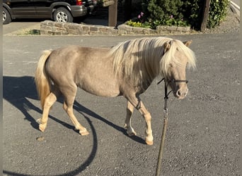 Shetland Ponys, Merrie, 3 Jaar, 100 cm, Champagne