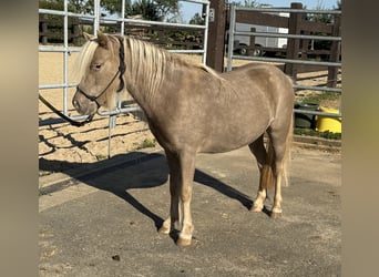 Shetland Ponys, Merrie, 3 Jaar, 100 cm, Champagne