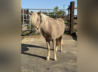 Shetland Ponys, Merrie, 3 Jaar, 100 cm, Champagne