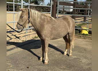 Shetland Ponys, Merrie, 3 Jaar, 100 cm, Champagne
