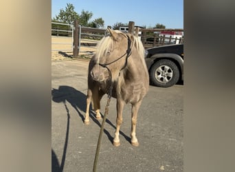 Shetland Ponys, Merrie, 3 Jaar, 100 cm, Champagne