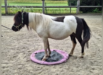 Shetland Ponys, Merrie, 3 Jaar, 100 cm, Gevlekt-paard