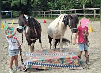 Shetland Ponys, Merrie, 3 Jaar, 100 cm, Gevlekt-paard