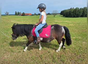 Shetland Ponys, Merrie, 3 Jaar, 100 cm, Gevlekt-paard