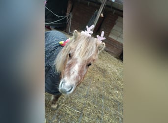Shetland Ponys, Merrie, 3 Jaar, 103 cm, Falbe