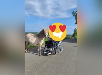 Shetland Ponys, Merrie, 3 Jaar, 103 cm, Falbe