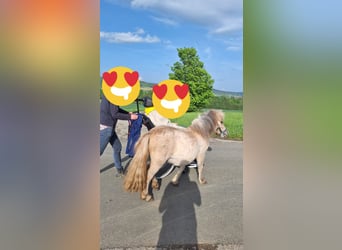 Shetland Ponys, Merrie, 3 Jaar, 103 cm, Falbe