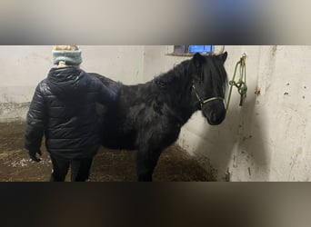Shetland Ponys, Merrie, 3 Jaar, 109 cm, Zwart