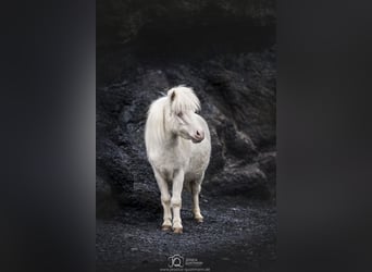 Shetland Ponys, Merrie, 3 Jaar, 90 cm, Cremello