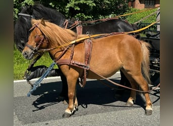 Shetland Ponys, Stute, 3 Jahre, 90 cm, Fuchs