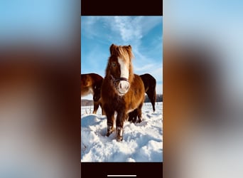 Shetland Ponys, Merrie, 3 Jaar, 93 cm, Vos