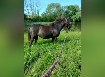 Shetland Ponys, Merrie, 3 Jaar, Zwart
