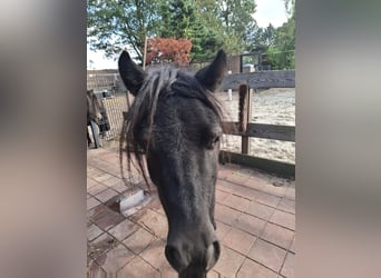Shetland Ponys, Merrie, 3 Jaar, Zwartbruin
