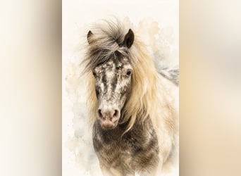 Shetland Ponys, Merrie, 4 Jaar, 100 cm, Appaloosa