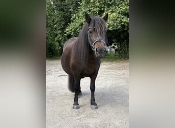 Shetland Ponys, Merrie, 4 Jaar, 100 cm, Bruin
