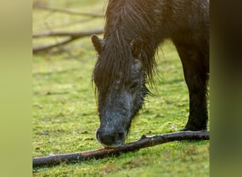 Shetland Ponys, Merrie, 4 Jaar, 102 cm, Appelschimmel