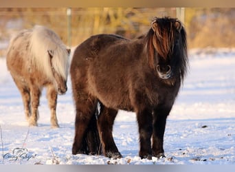 Shetland Ponys, Merrie, 4 Jaar, 105 cm, Falbe