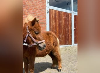 Shetland Ponys, Merrie, 4 Jaar, 78 cm