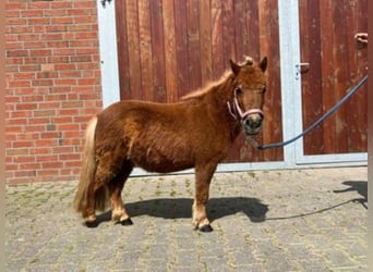 Shetland Ponys, Merrie, 4 Jaar, 78 cm