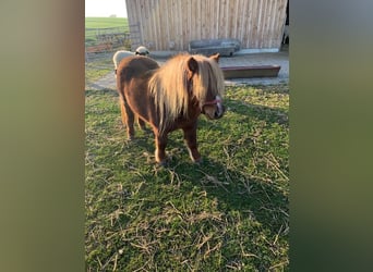 Shetland Ponys, Merrie, 4 Jaar, 80 cm, Donkere-vos