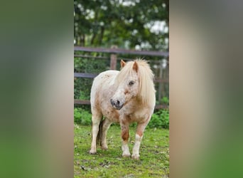 Shetland Ponys, Merrie, 4 Jaar, 85 cm