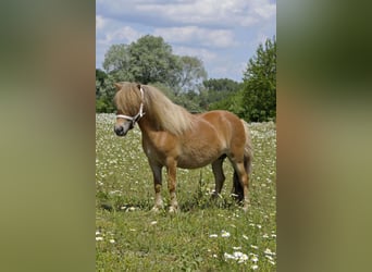 Shetland Ponys, Stute, 4 Jahre, 85 cm, Fuchs