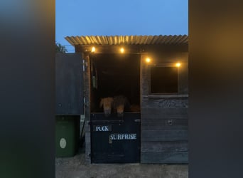 Shetland Ponys, Merrie, 4 Jaar, 85 cm, Zwartbruin