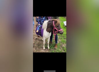 Shetland Ponys, Merrie, 4 Jaar, 92 cm, Gevlekt-paard