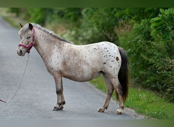 Shetland Ponys, Merrie, 5 Jaar, 100 cm, Appaloosa