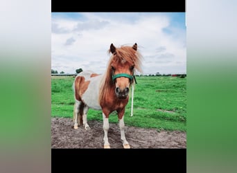 Shetland Ponys, Merrie, 5 Jaar, 100 cm, Gevlekt-paard